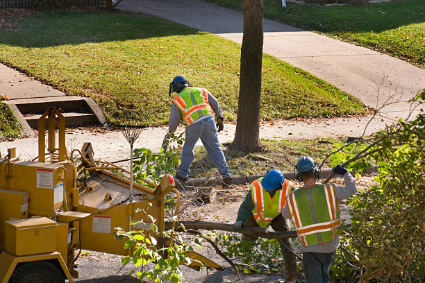 Reliable Adelino, NM Tree Care  Solutions